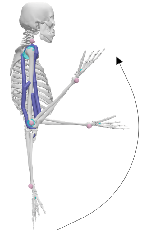 OpenSim musculoskeletal model during biceps curl